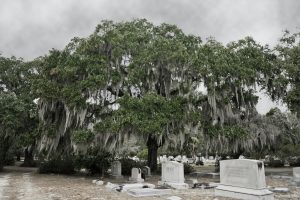 Cemetery scene with old oak tree draped in Spanish moss creating a serene and eerie atmosphere on a cloudy day