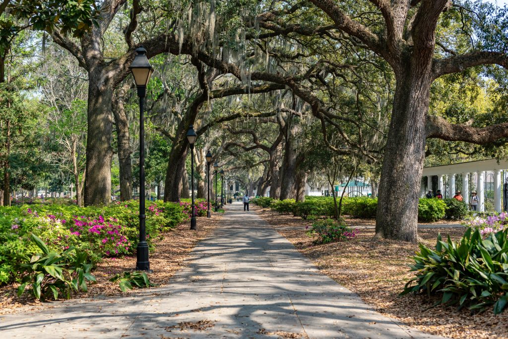 Scenic park path lined with ancient oak trees and vibrant pink flowers on a sunny day