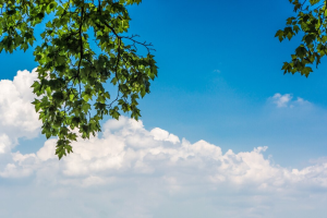 Green leaves against a bright blue sky with fluffy white clouds in the background, capturing a serene summer scene